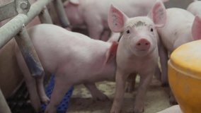 Little Pink Piglets Playing And Showing Cute Snouts. Keeping Cute Piglets In Pigpen At Farm. Raising Healthy Domestic Piglets. Cute Animals. Maintaining Livestock. Agriculture. Sow Feeding Pigs - Powered by Shutterstock - Get 15% off with code: PIKWIZARD15