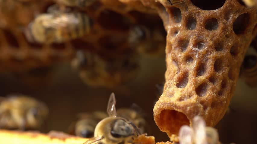 Queen cell in honey bee colony close up. Swarm cell or a supersedure cell