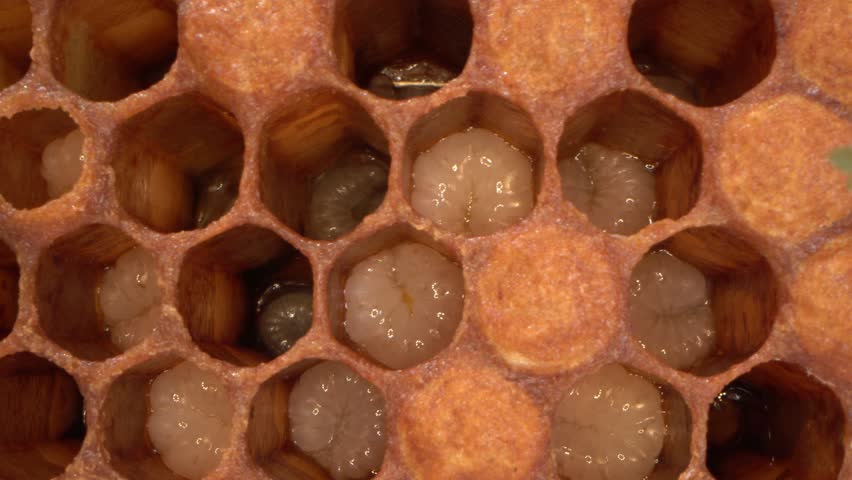 Bee larvae in open cells, preparing for pupation, and capped cells macro