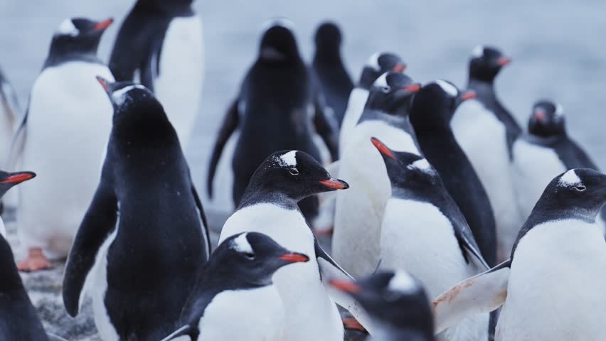 Penguin Colony Antarctica Wildlife, Huddle of Lots of Gentoo Penguins Huddling for Warmth, Large Group of Penguins and on Antarctic Peninsula Animals Vacation, on Rocky Rocks Landscape Scenery