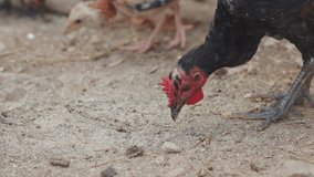 Closeup footage of chicken eating, animal farm and feeding concept, hight quality video footage
