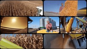 Global Grain Production and Trade - Conceptual Split Screen Video. Grain Harvesting Campaign. Combine Unloading Grain On The Go. Grain Bulk Carrier Vessel Being Loaded with Cereals. Shipping Industry.