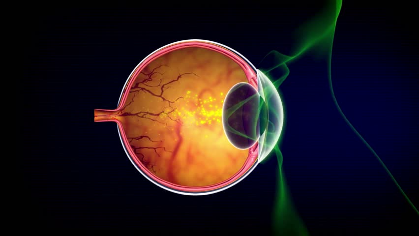 How human eyes work . Visual description of how human eyes work