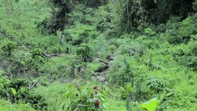 Video footage from a lot of kinds of plants growing up in a forest Tropical Forest In Beautiful Nature Landscape With. Lush Of Evergreen Jungle With Dense Rain forest Plants Vegetation