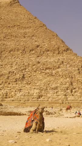 Panning shot of a camel next to the pyramid of Khafren in the pyramids of Giza. Cairo, Egypt