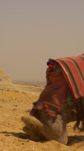 Cairo, Egypt; October 2020: Panning shot of two local men riding a camel next to the Ginza pyramids