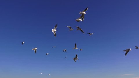 Seagulls on a blue sky