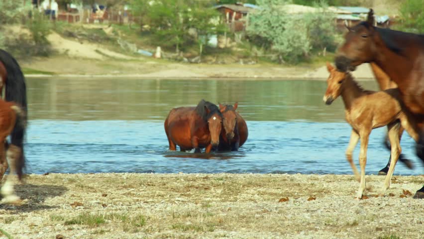 The untamed spirit of feral horses, domesticated stock, as they roam freely in the summer heat. Foals, fillies, and colts in the refreshing river, drinking, mountains, desert. Farm Walking Running 4K.
