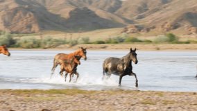 The untamed spirit of feral horses, domesticated stock, as they roam freely in the summer heat. Foals, fillies, and colts in the refreshing river, drinking, mountains, desert. Farm Walking Running 4K.