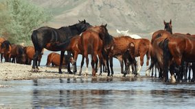 The untamed spirit of feral horses, domesticated stock, as they roam freely in the summer heat. Foals, fillies, and colts delight in splashing in the refreshing river, drinking, mountains, desert. 4K.