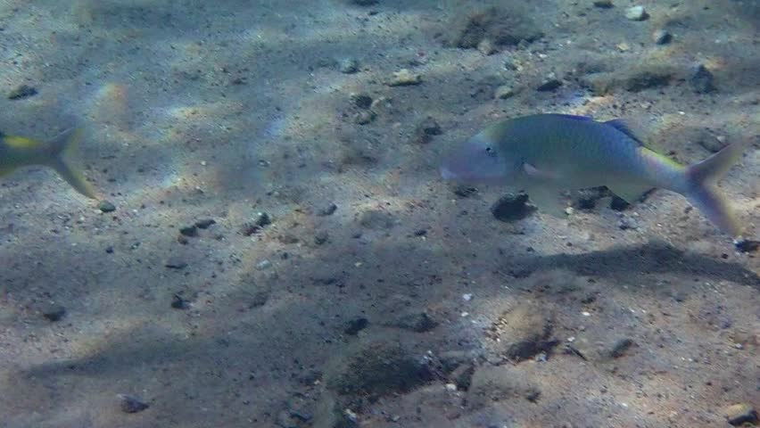 Close-up of Yellow-saddle goatfish, scientific name is Parupeneus cyclostomus, distributed relatively seldom  in tropical waters of the Red Sea, Middle East