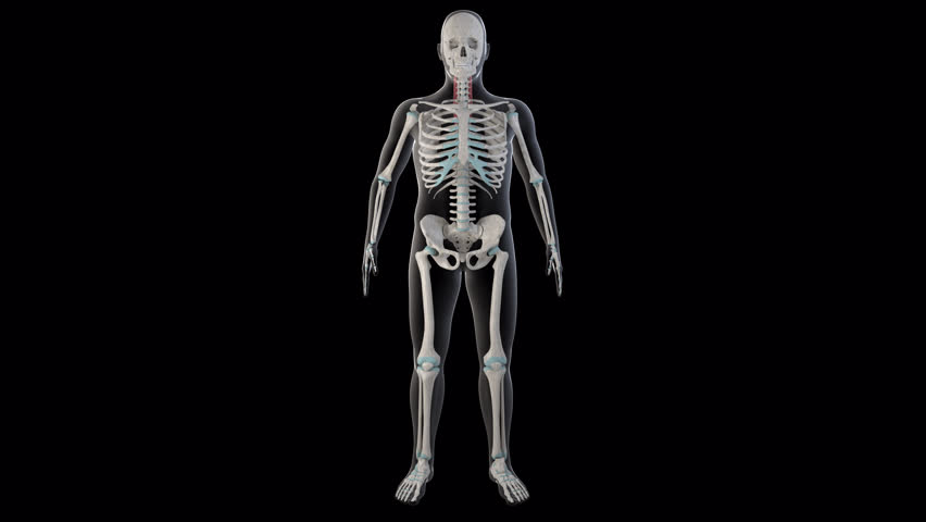 This 3d animation shows the splenius cervicis muscles on whole man body