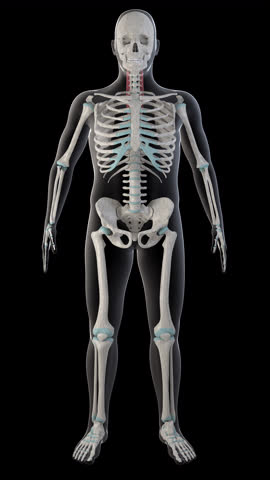 This 3d animation shows the splenius cervicis muscles on whole man body