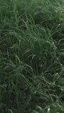 Grass swaying in the wind. Green grass close-up. Grass swaying in the wind in slow motion. Vertical video.
