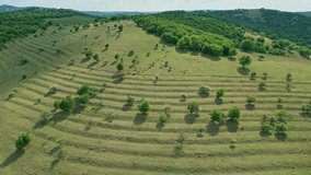 Aerial video. Fairytale place with fluffy clouds and hills full of green trees and rapeseed. Birds flying over the hills and in the distance country roads and a few houses - Powered by Shutterstock - Get 15% off with code: PIKWIZARD15