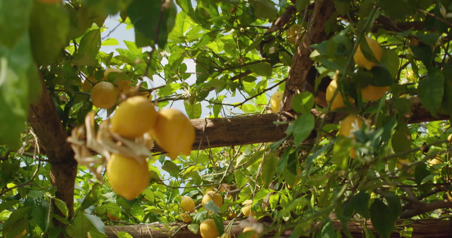 Lush lemon trees laden with fruit in the vibrant sunlight in Italian orchard on summer sunny day. Verdant foliage surrounds numerous yellow citrus fruits.