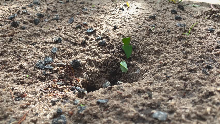 teamwork of ants taking leaves to the anthill