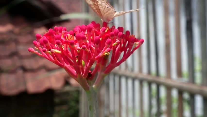 jatropha mulifida blossom with red bright color