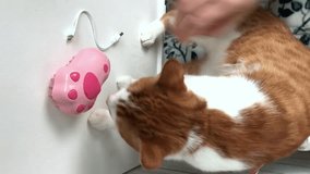 Woman showcasing the functionality of a steam brush on her red cat in a vertical format. Perfect for illustrating pet grooming techniques and tools for cat owners.
