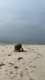  hermit crab on the beach shore