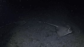 A couple of blue-spotted stingrays are looking for food at night. Sea life of Tulamben, Bali, Indonesia. 4k underwater video.
