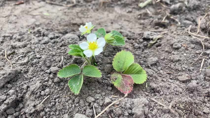 A single strawberry plant with green leaves and a white flower blooming. Gardening concept