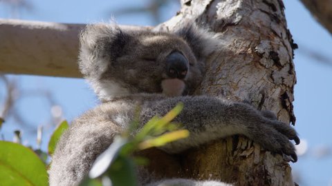 Closeup of koala sleeping in gum tree in south-east Australia.
