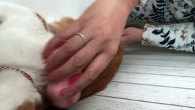 Vertical video showing a woman presenting the steam brush in action on her red cats fur. Perfect for pet grooming product demonstrations and instructional content for cat lovers