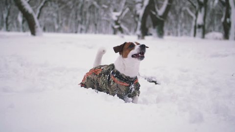Jack Russell terrier dog playing in snow