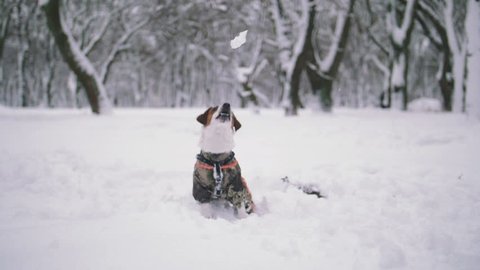 Jack Russell terrier dog playing in snow