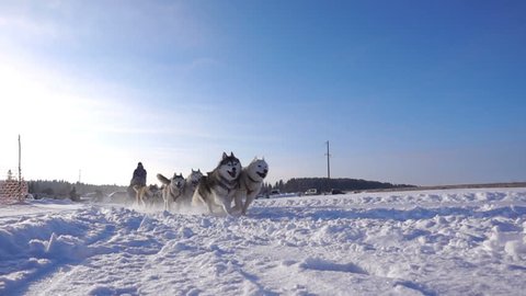 Dogs harnessed by dogs breed Husky pull sled with people, slow motion