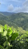 Rural landscape of banana plant on coffee farm. Vertical video.