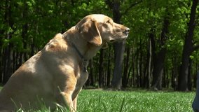 Slow motion video of a cute labrador giving paw to human hand on green grass lawn. Domesric dog train