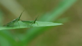 grasshopper perched on a leaf, footage, video background, closeup, insect.