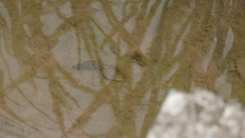 Tadpole is in water in Nagasaki prefecture, JAPAN. It is in July. without sounds