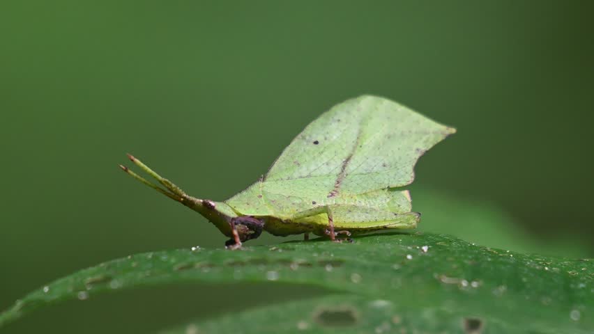 Zooming out to show this insect on the leaf that it is feeding on, Systella rafflesii Leaf Grasshopper, Thailand Royalty-Free Stock Footage #3498125089