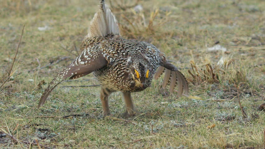 Beautiful male Sharp-tailed Grouse dances in slow motion on prairie