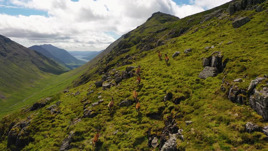 Aerial view of Herd of Stag in the Scottish Highlands. Aerial footage along stunning Valley in Glencoe Mountains. Following highland deer from behind showing panoramic view of landscape in Scotland