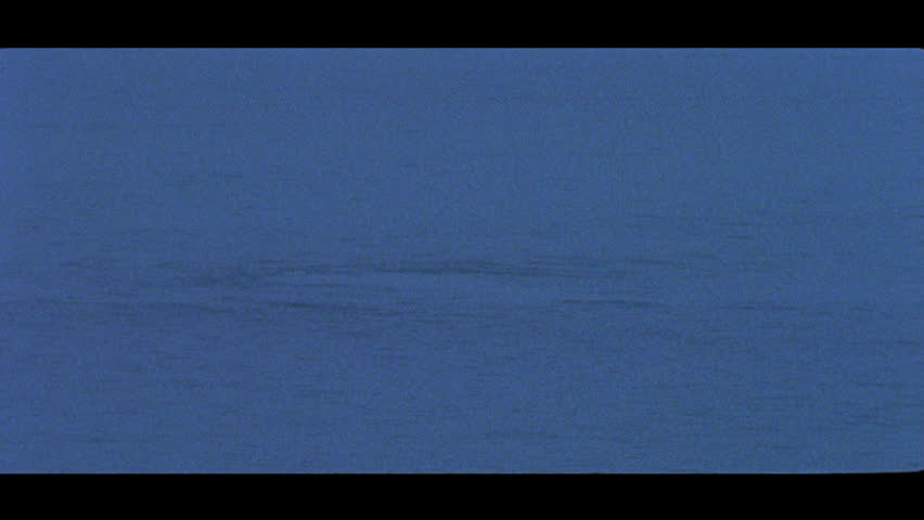 Southern right whale