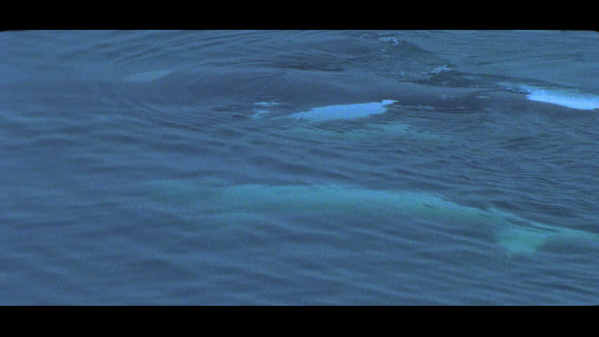 Southern right whale