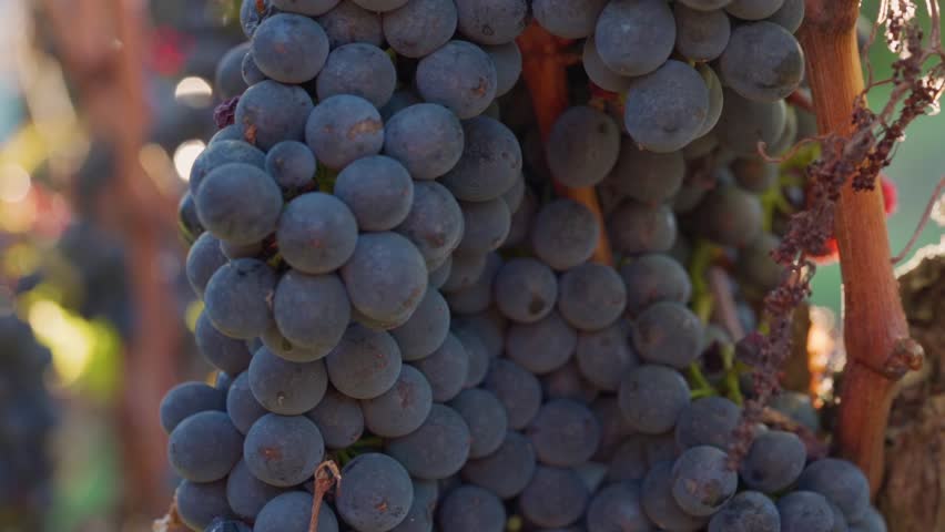 Vine Bearing Red Bunch of Grapes Before Harvest At Sunset