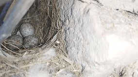 Indian Robin eggs for hatching in the nest - Powered by Shutterstock - Get 15% off with code: PIKWIZARD15