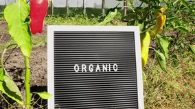 Letter board with text ORGANIC on background of garden bed with bell pepper. Organic farming, produce local vegetables concept. Supporting local farmers - Powered by Shutterstock - Get 15% off with code: PIKWIZARD15