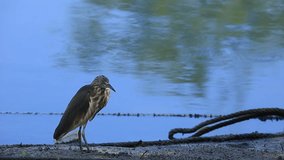 bird Indian Pond Heron standing by the water Thailand. 