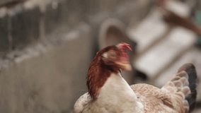video footage of laying hens and broiler chickens. chicken industry
