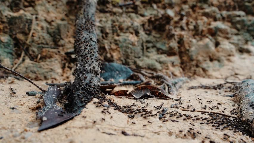 Bautiful Black Ant Army Move In To Wood