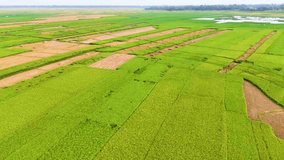 beutiful natural rice field green weather drone video aerial view rice field top view 4K aerial views paddy at west bengal, India and Bangladesh