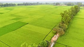 beutiful natural rice field green weather drone video aerial view rice field top view 4K aerial views paddy at west bengal, India and Bangladesh