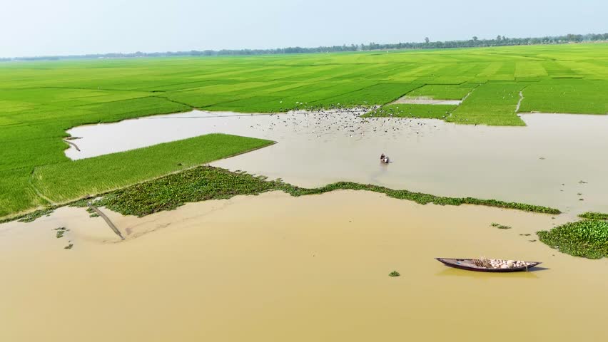 beutiful natural birds are flying above rice field green weather drone video aerial view rice field top view drone view landscape 4K aerial views paddy at west bengal, India and Bangladesh