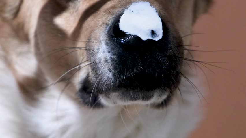 Dog with licking tongue, close-up view, shot through the glass. Funny pet portrait, focus on the tongue, beige background